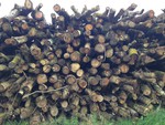 Bois de chauffage: Sablé sur Sarthe  Vends bois de chauffage en 2 mètres non fendu par 20 stères  à partir de 33€ TTC le stère suivant essence coupe et séchage