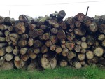 Bois de chauffage à couper : Vends bois de chauffage en 2 mètres non fendu par 20 stères  à partir de 33€ TTC le stère suivant essence coupe et séchage